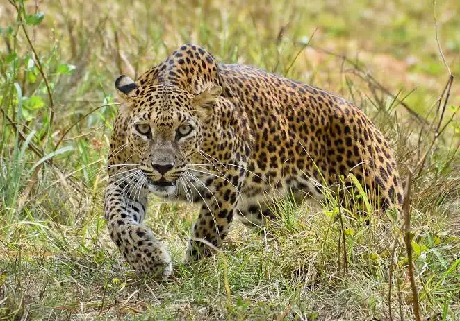 The leopard rule: indoors after dark